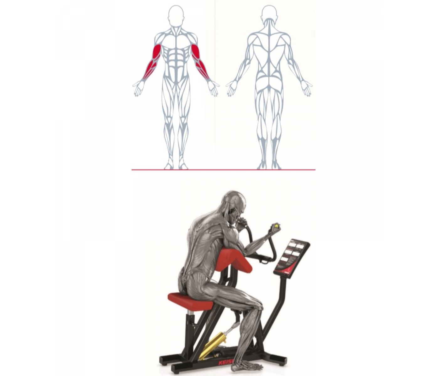 Keiser A250 Arm Curl